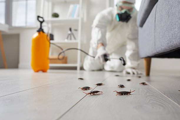 Affordable Termite Control solutions in Bagdad, FL